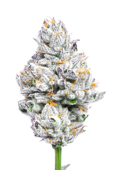 The colorful buds of the Apple Fritter weed strain are an array of. . 8 inch bagel strain leafly